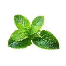 Menthol